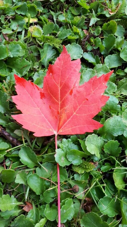 105015085_10223588586681582_99344833593302583_o