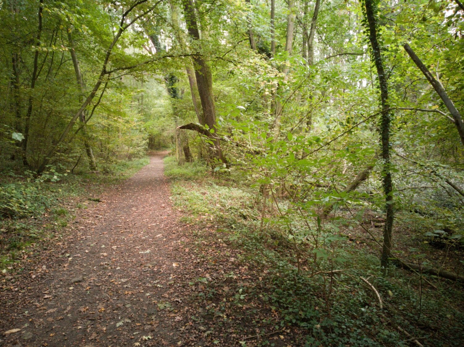 hallerbos2