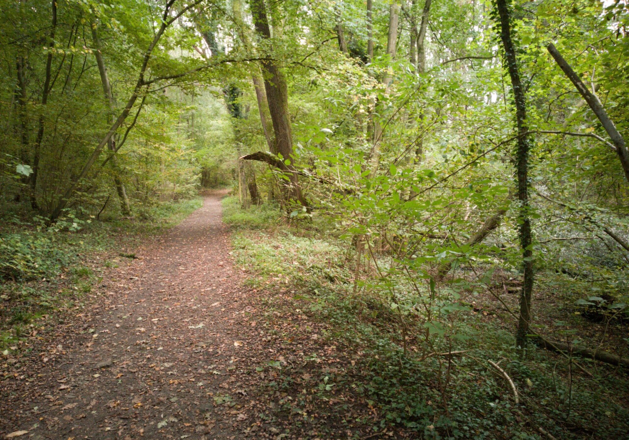 hallerbos2